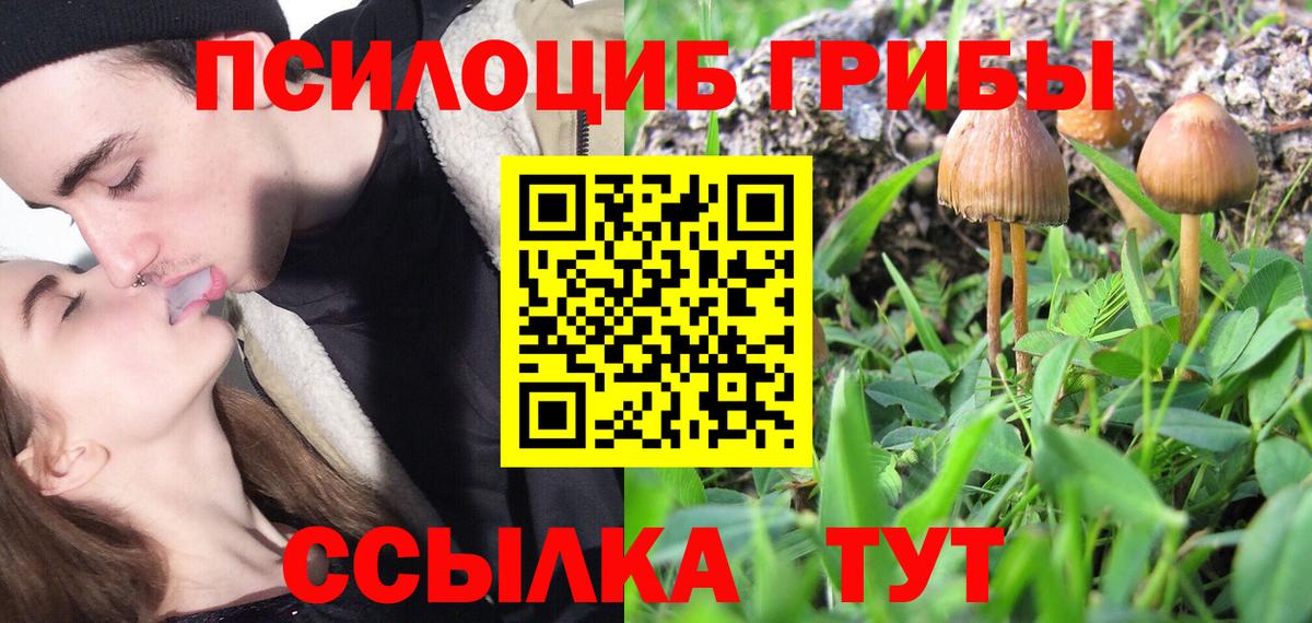 Галлюциногенные грибы Psilocybe  Вход с VPN  как найти наркотики  Котовск  Псилоцибиновые грибы Psilocybe 